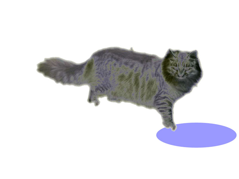 katze3.jpg