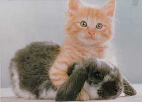 katze-kaninchen.jpg