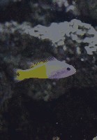Zweifarbig