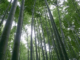 bambus.jpg (41.55 KiB) 7886 mal betrachtet bambus.jpg