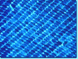 bluemorphor6.jpg
