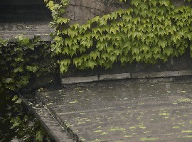 Verregneter Sommer .jpg