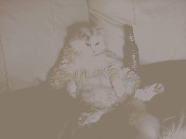 Katze.jpg (45.33 KiB) 7699 mal betrachtet Katze.jpg