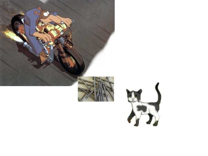 catkill01.jpg